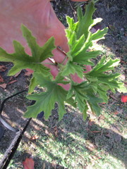 Pelargonium citronellum