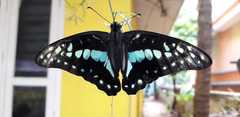 Graphium doson
