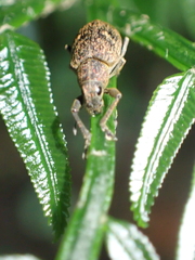 Eugnathus distinctus