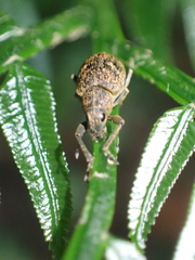 Eugnathus distinctus