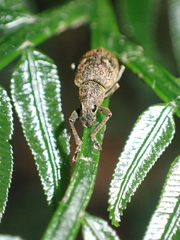 Eugnathus distinctus