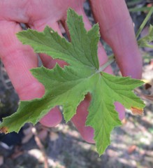 Pelargonium citronellum