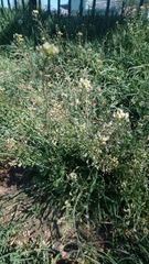 Capsella bursa-pastoris