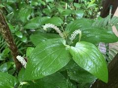 Saururus chinensis