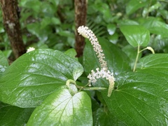 Saururus chinensis