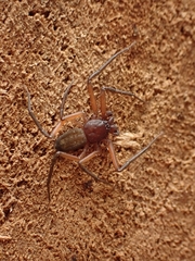 Platyoides walteri