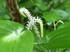 Saururus chinensis