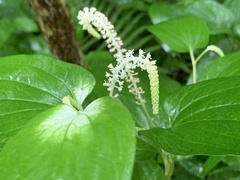 Saururus chinensis