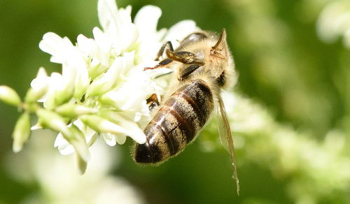 Image of Apis mellifera by (c) Marcel_Pepin, some rights reserved (CC BY)