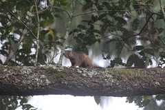 Heliosciurus mutabilis