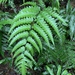 Widened Twin-sorus Fern - Photo (c) 杜鵑花, some rights reserved (CC BY-NC-SA), uploaded by 杜鵑花