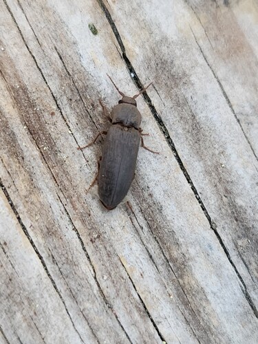 iNaturalist observation photo of Pasture Wireworm