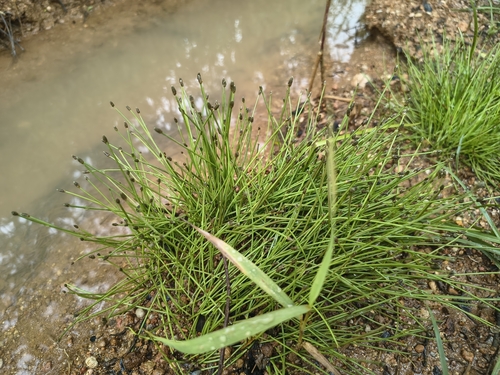 Eleocharis obtusa observed 2026-07-09