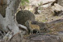 Oreotragus oreotragus transvaalensis