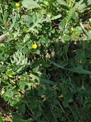 Medicago rigidula