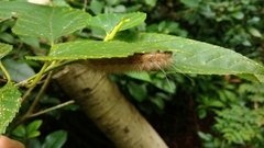 Spilarctia subcarnea