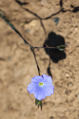 Linum narbonense, photograph 1