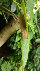 Spilarctia subcarnea