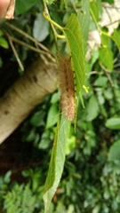 Spilarctia subcarnea