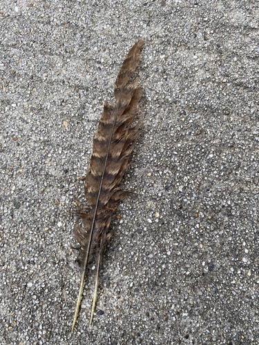 Plume de Faisan doré