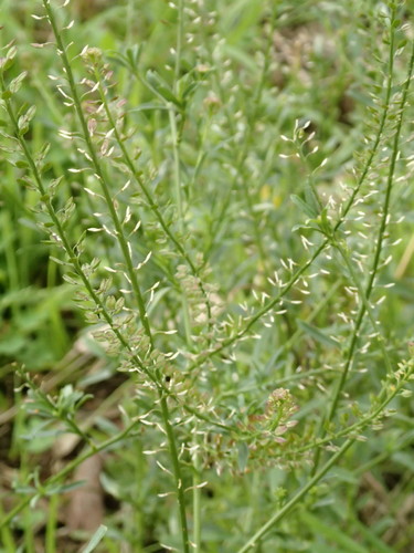 Lepidium africanum