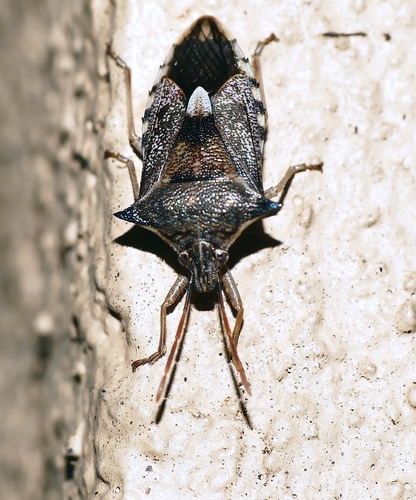 Schellenberg's soldier bug