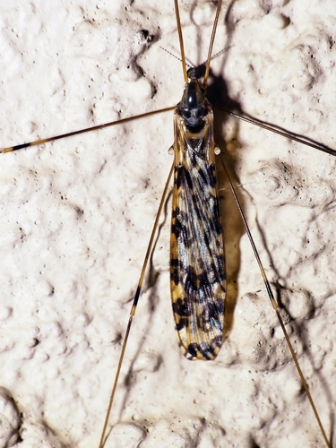 Discobola australis