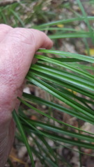 Carex uncinata