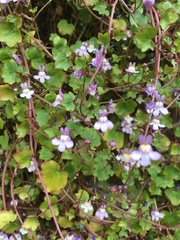 Cymbalaria muralis