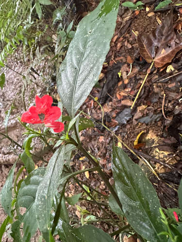 Ruellia brevifolia observed 2026-07-10