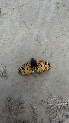 Melitaea romanovi
