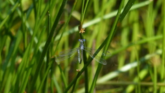 Lestes plagiatus