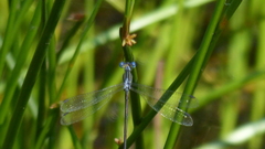 Lestes plagiatus