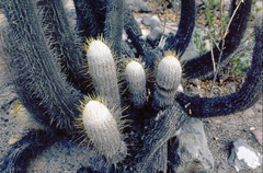 Espostoa melanostele