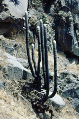 Espostoa melanostele