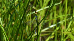Lestes plagiatus
