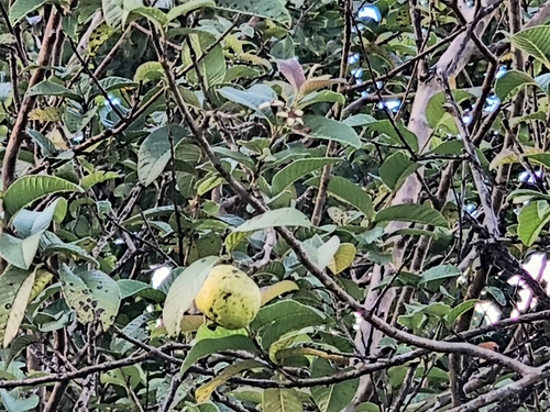 Psidium guajava observed 2026-07-06