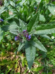 Anchusa arvensis orientalis