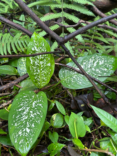 Dieffenbachia observed 2026-07-10