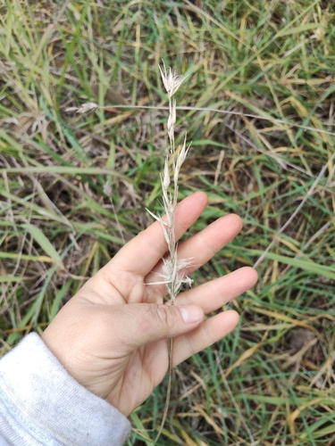 Wallaby grasses