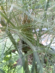 Foeniculum vulgare dulce