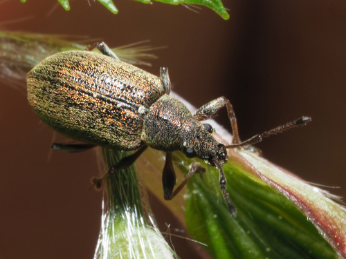 Common Leaf Weevil