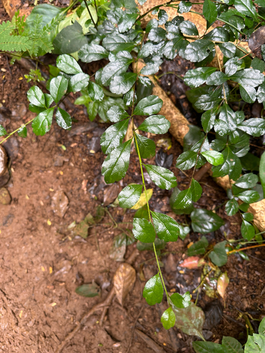 Ehretia microphylla observed 2026-07-10