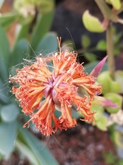 Kleinia galpinii