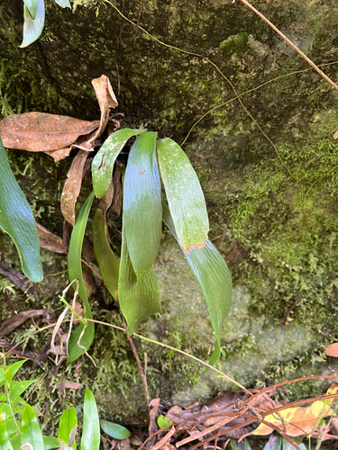 Antrophyum callifolium observed 2026-07-11