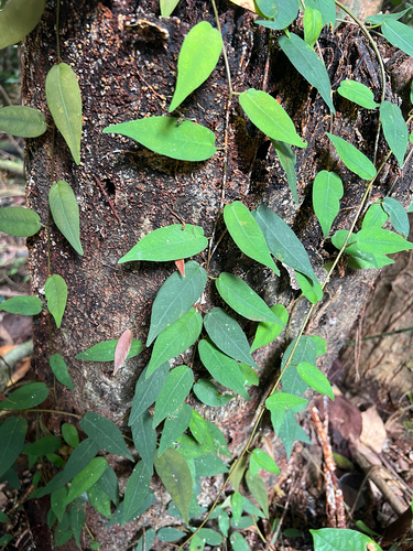 Ficus pantoniana observed 2026-07-11