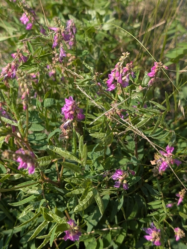 Alpine Sweet-vetch
