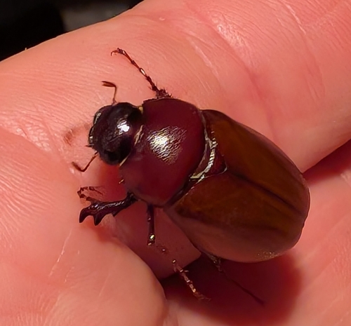 Phyllophaga crinita photo 3