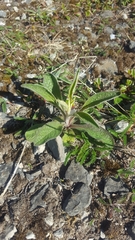 Pentanema squarrosum