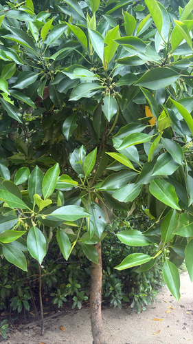 Bruguiera cylindrica observed 2026-07-11